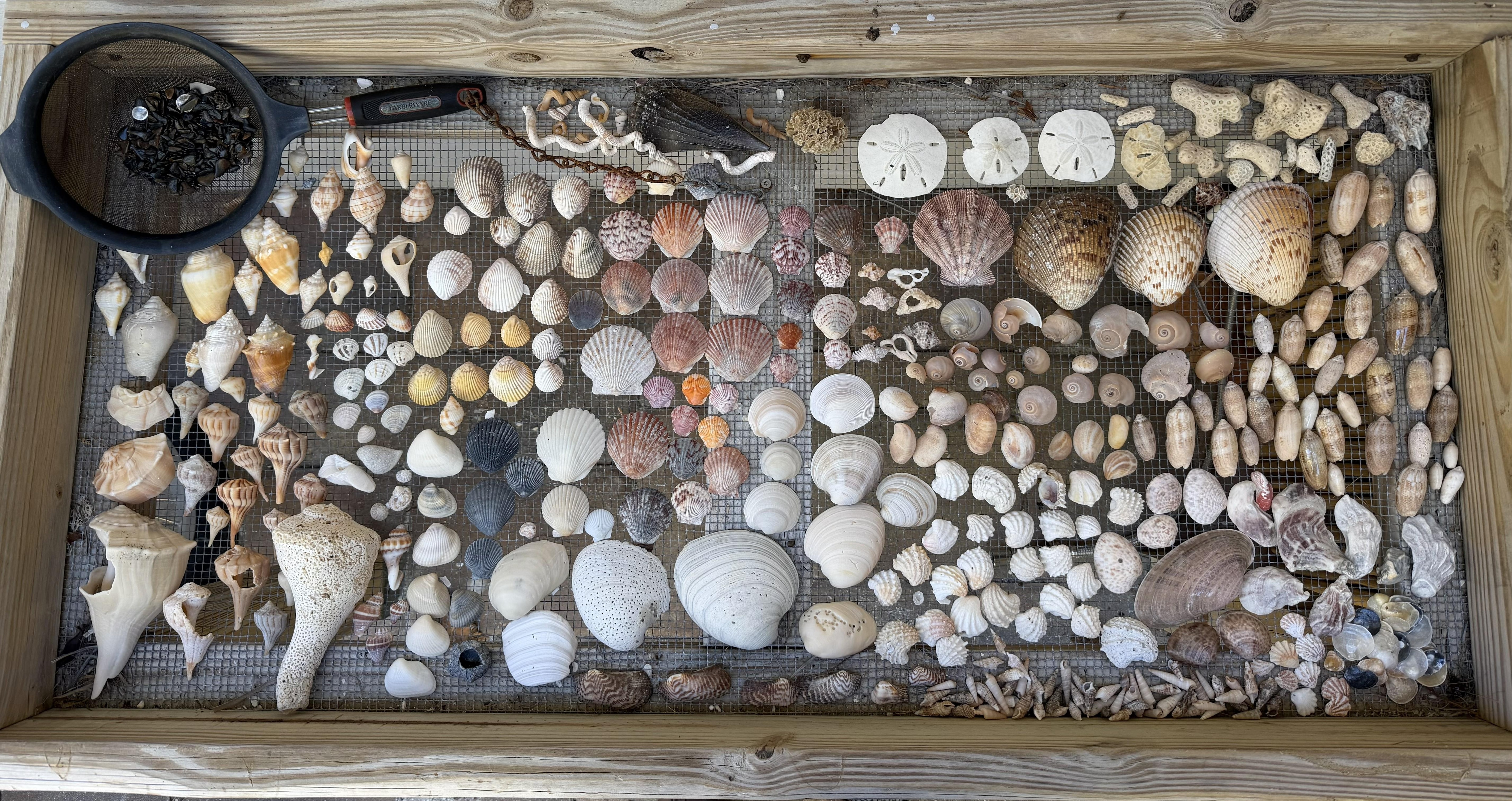 Shell cleaning station