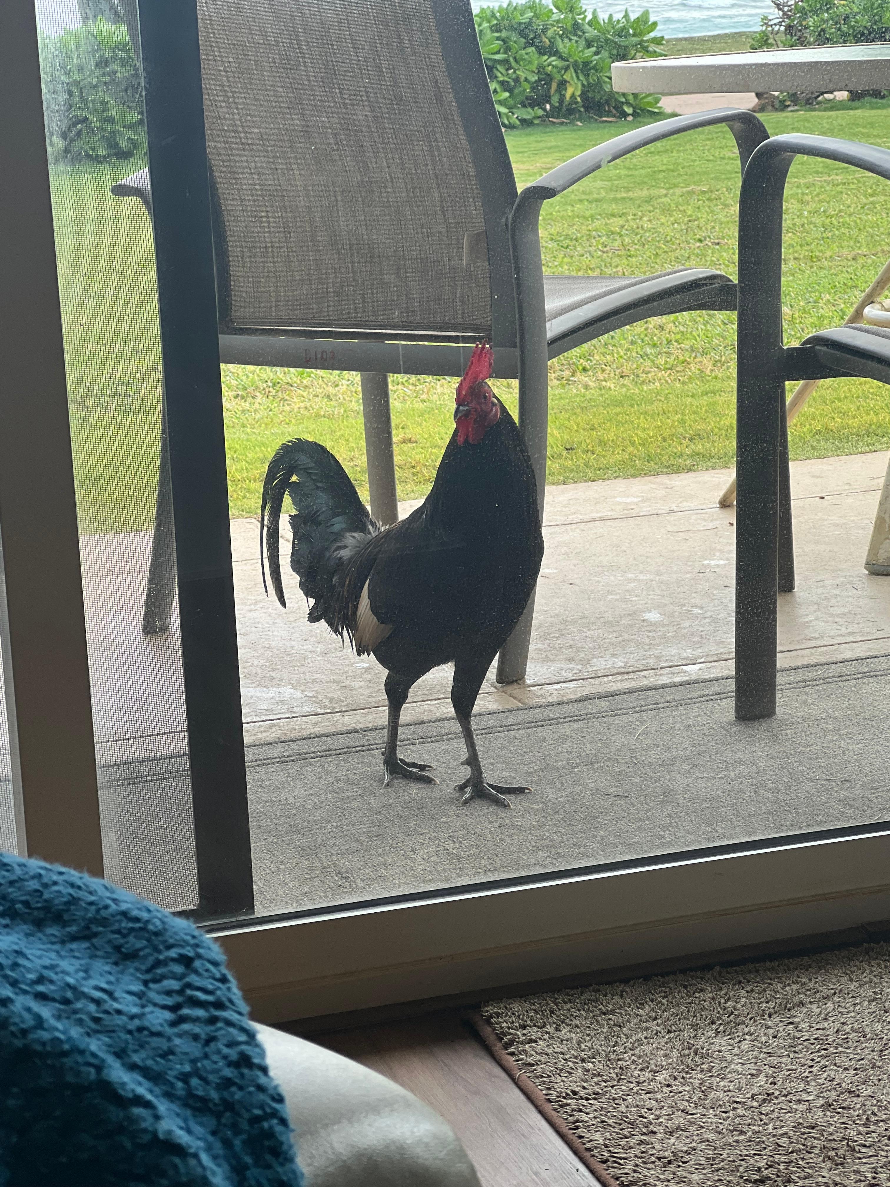 Outside neighbors were sometimes noisy too…