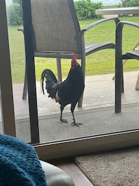 Outside neighbors were sometimes noisy too…