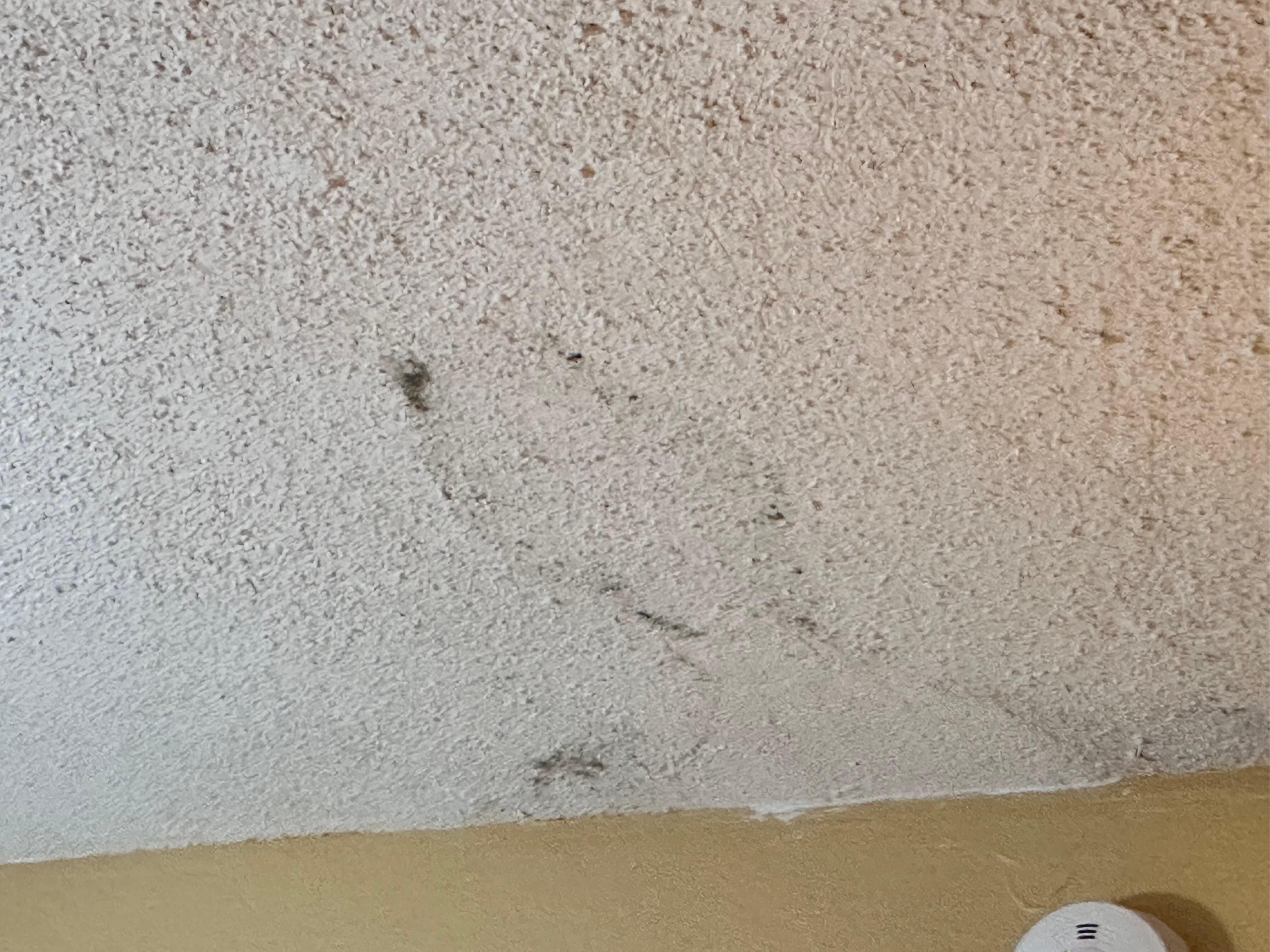 Something weird on the ceiling. Couldn’t tell what it was. 