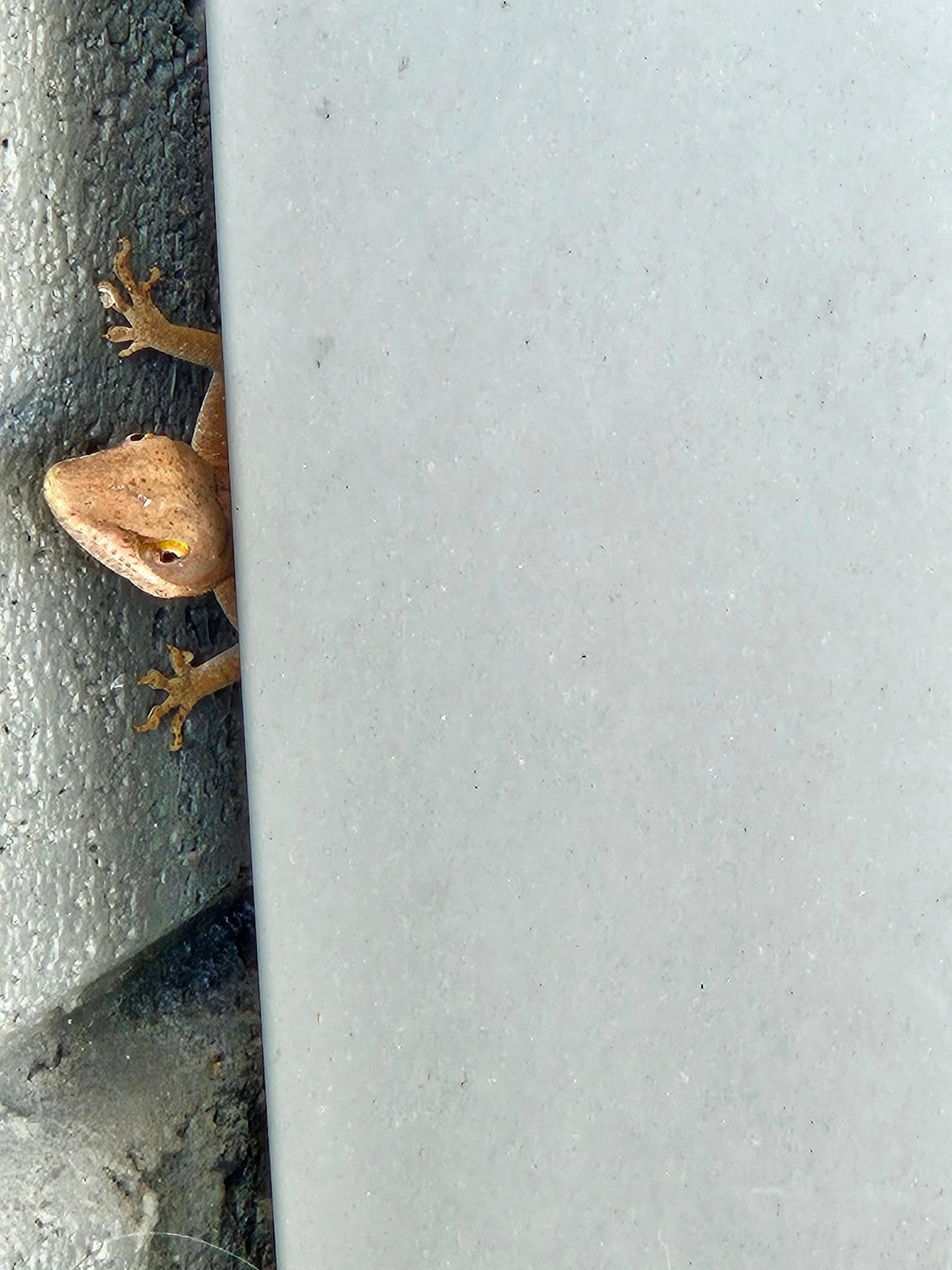 My little buddy peeking out to say Hi.