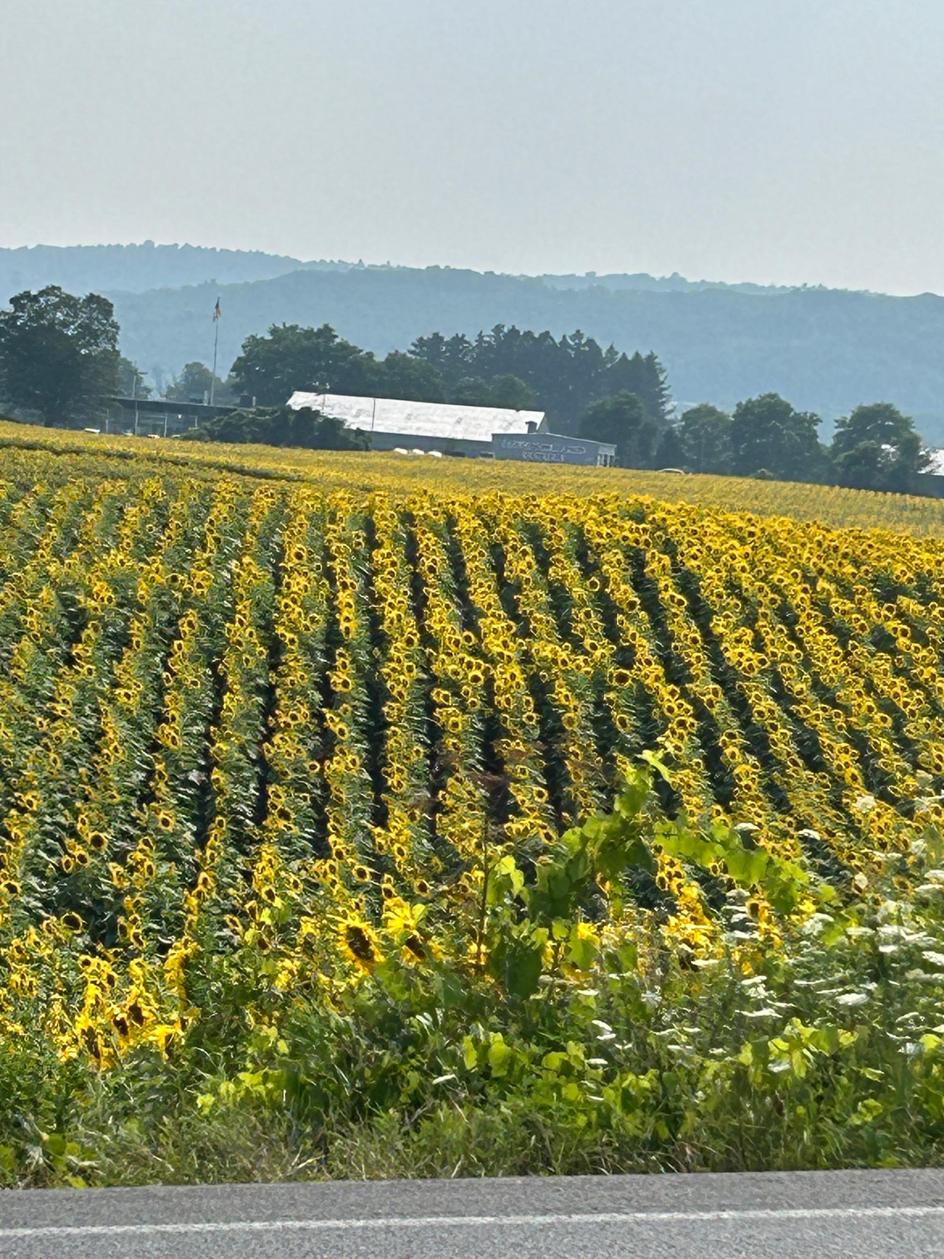 Nearby Sunflower field
