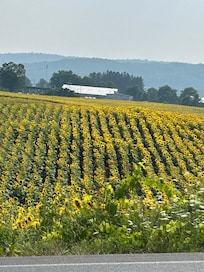 Nearby Sunflower field