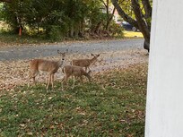 This little family was in the front yard the morning I was leaving.