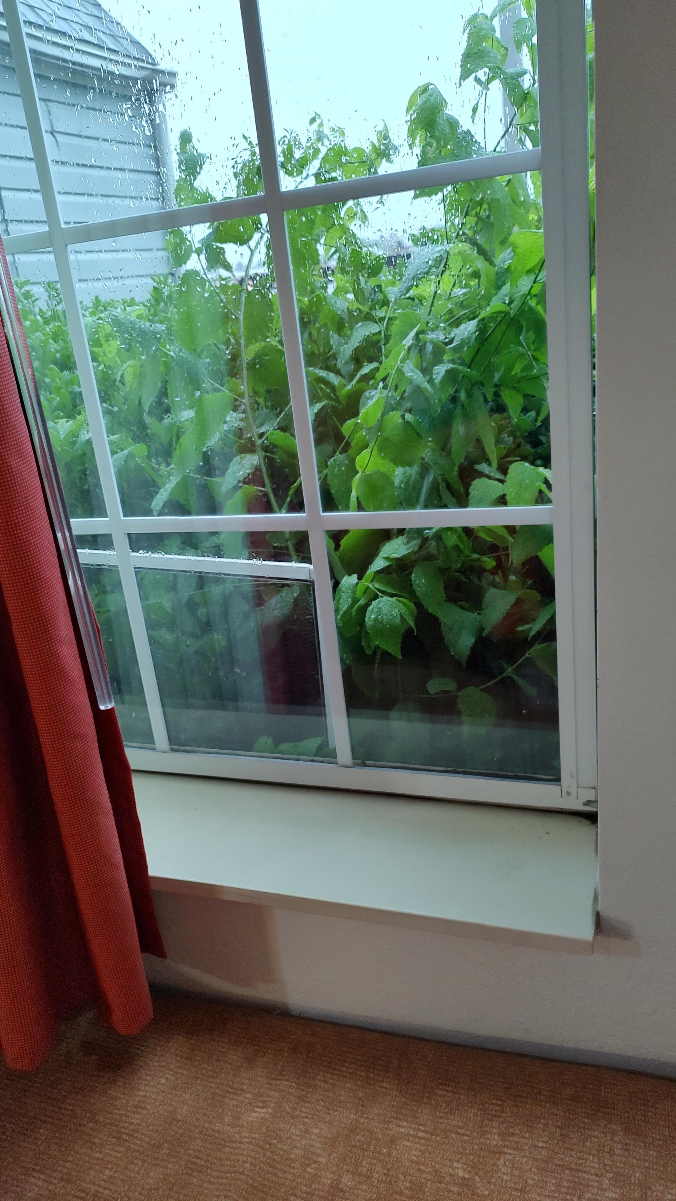 Window out