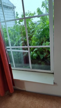 Window out