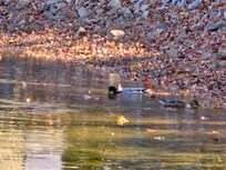 A few ducks that joined me while I read on the floating dock.