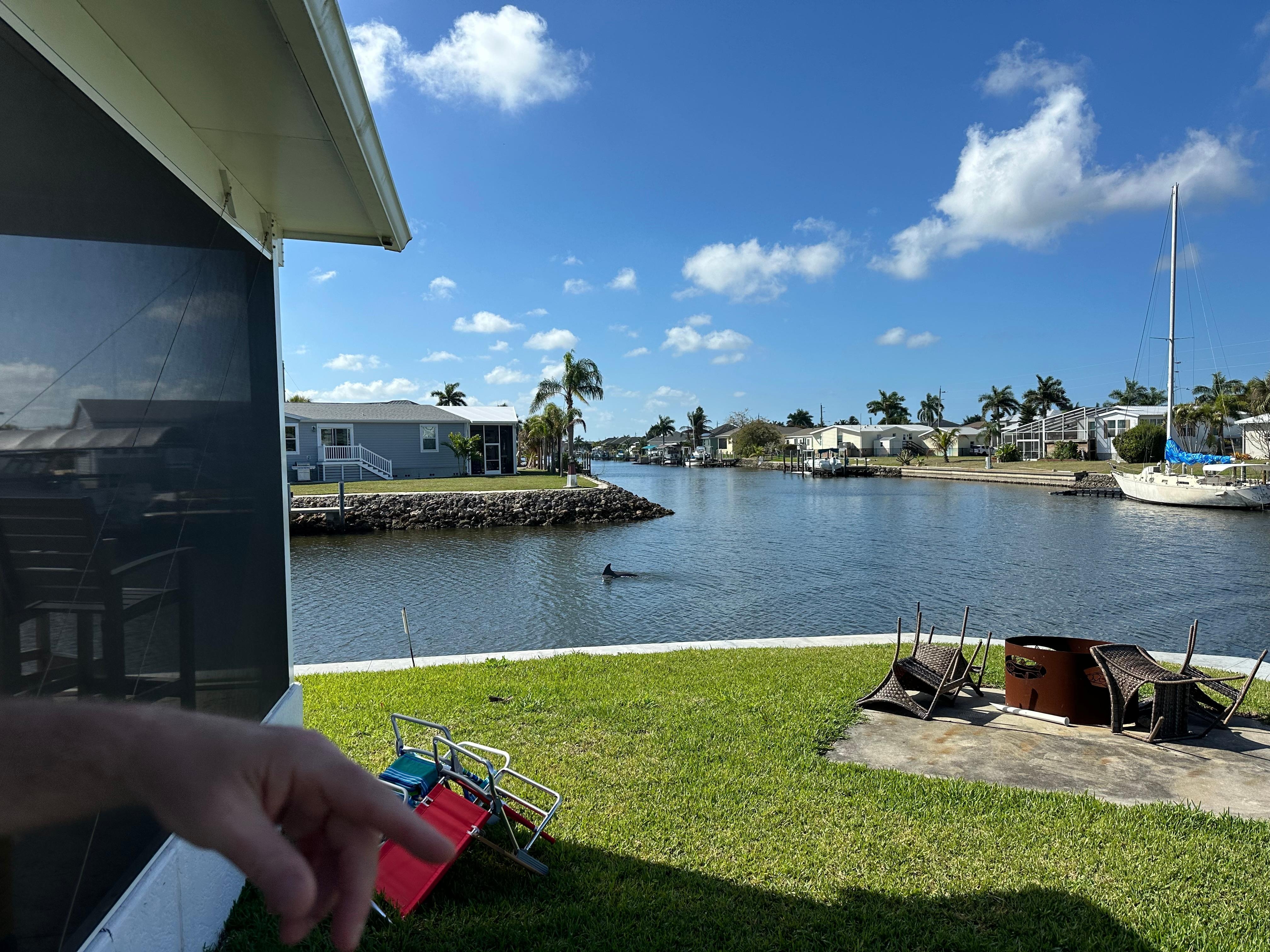 Dolphins swimming in the canal!