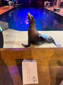 Pirates voyage 10/10