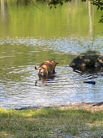 Enjoying a dip in the lake