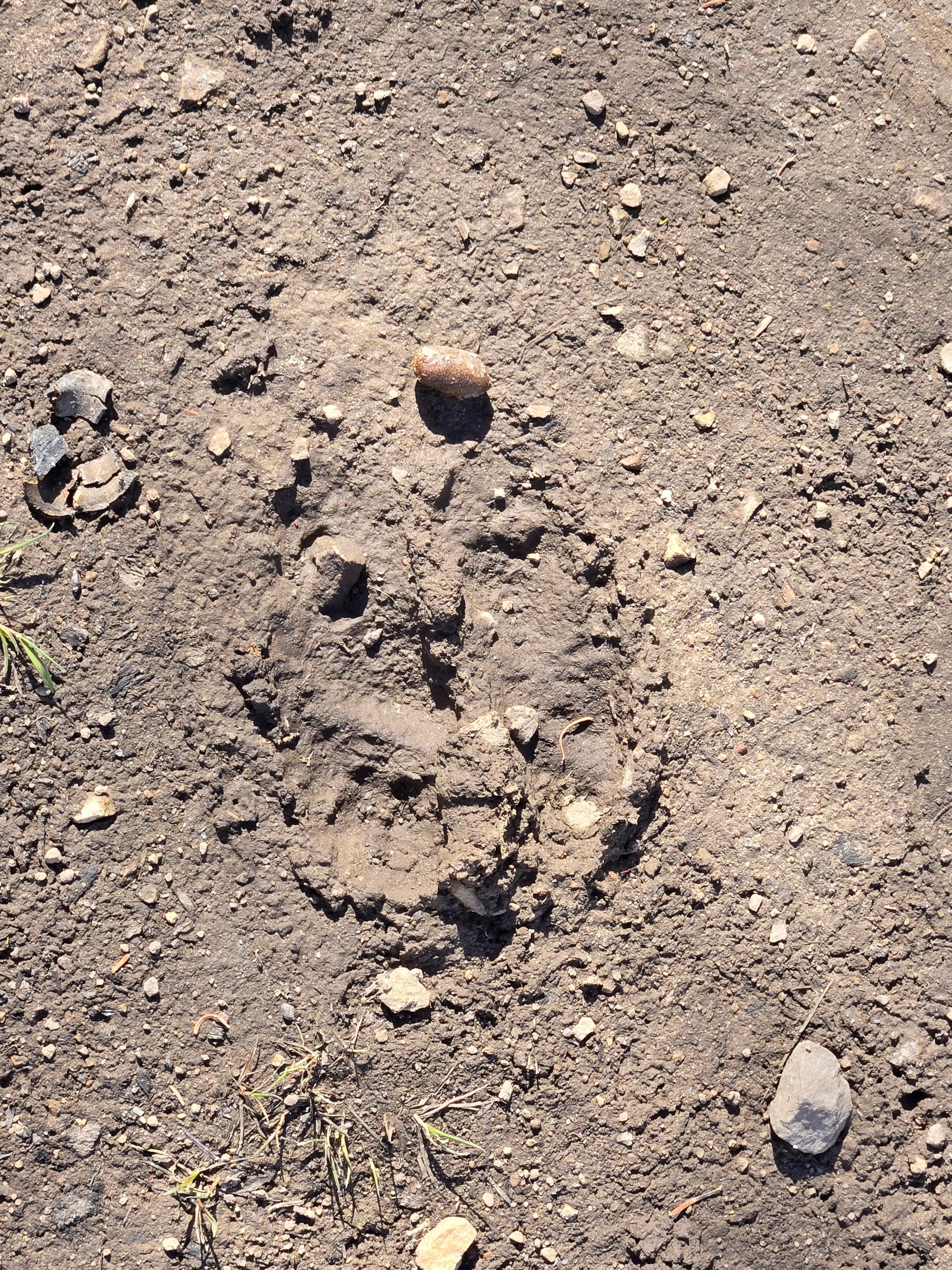 A moose print, I think? Found on a walk
