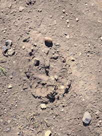 A moose print, I think? Found on a walk