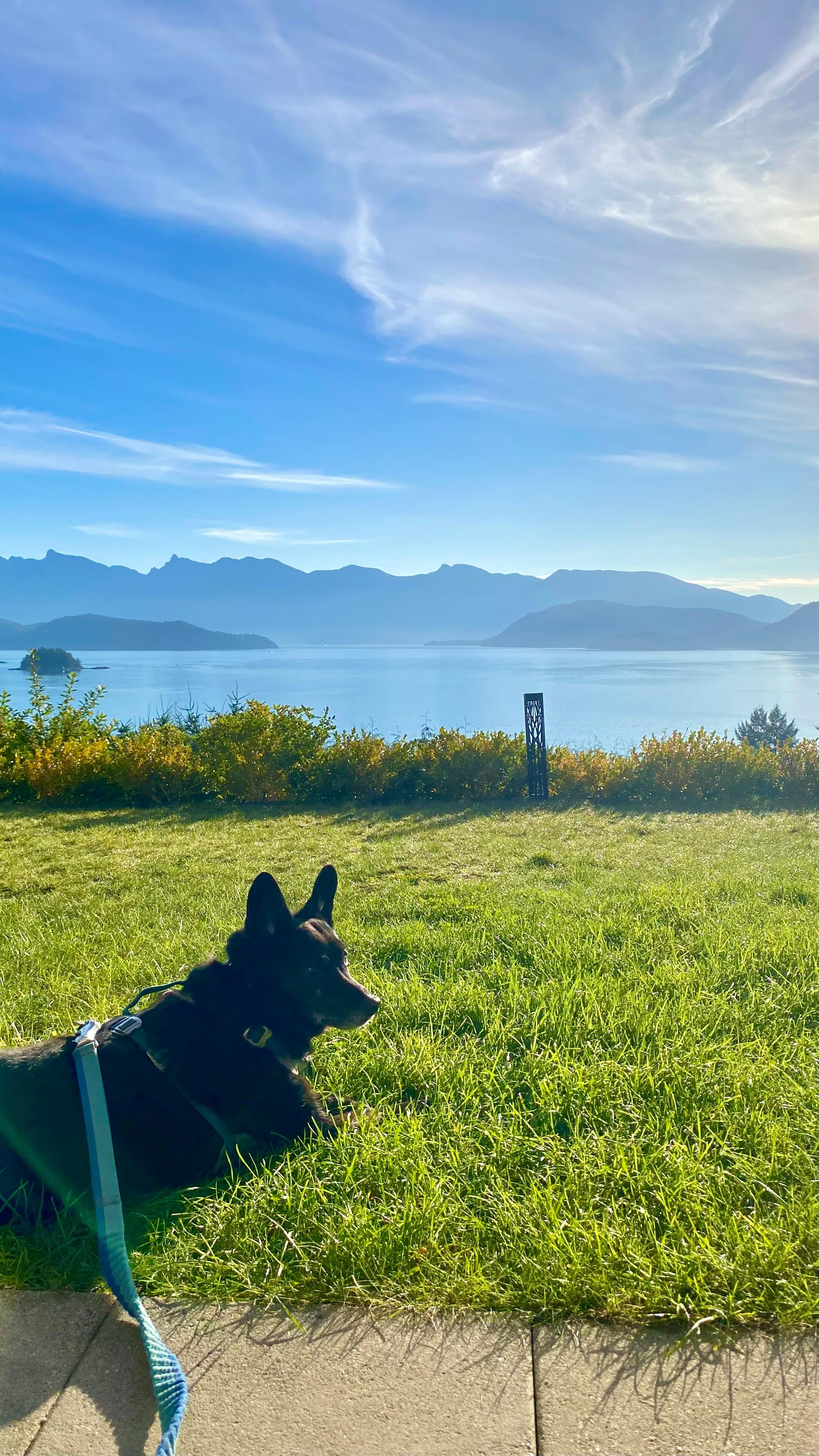 A great place to stay with your furry friend!