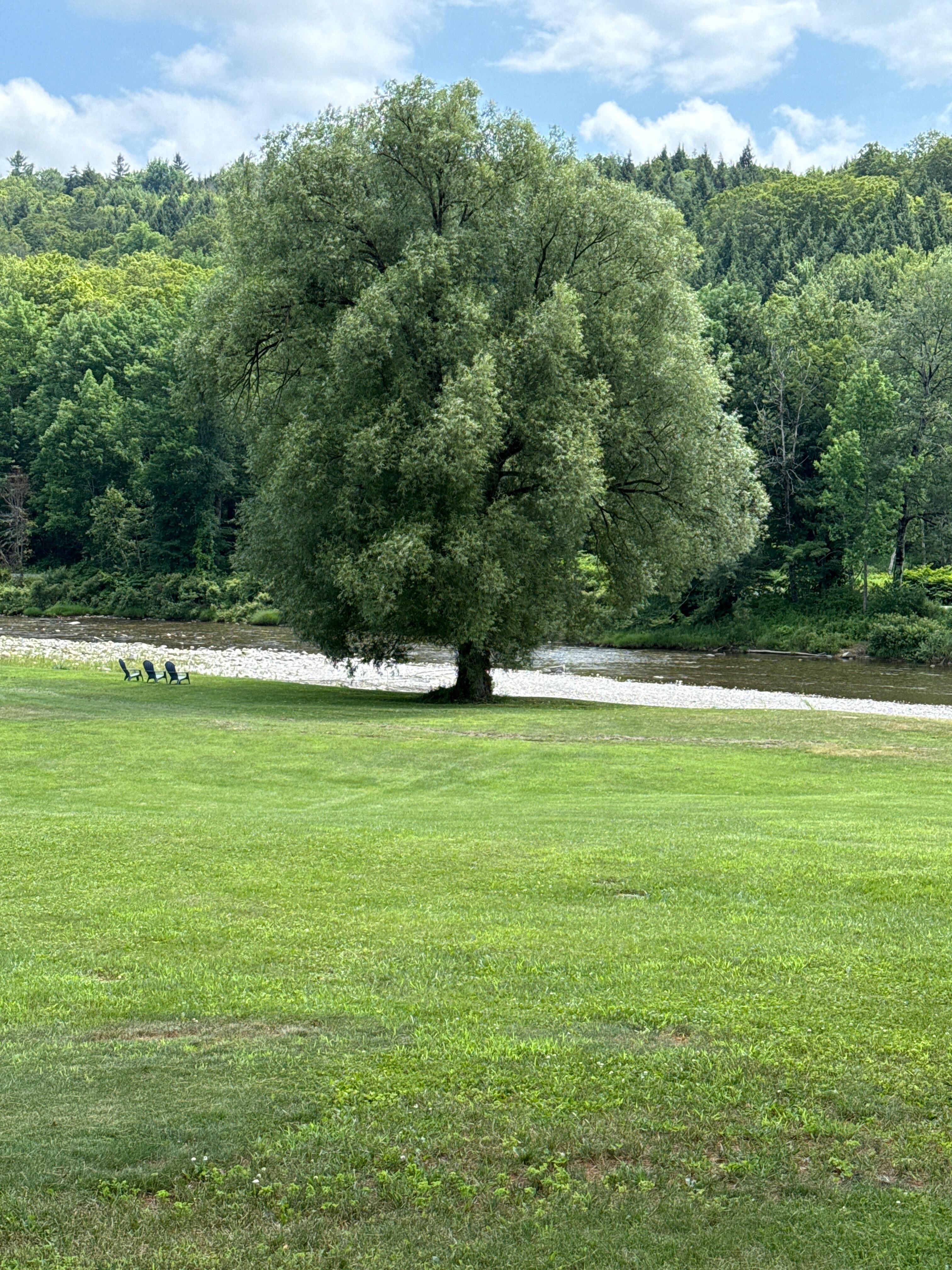 View from the yard