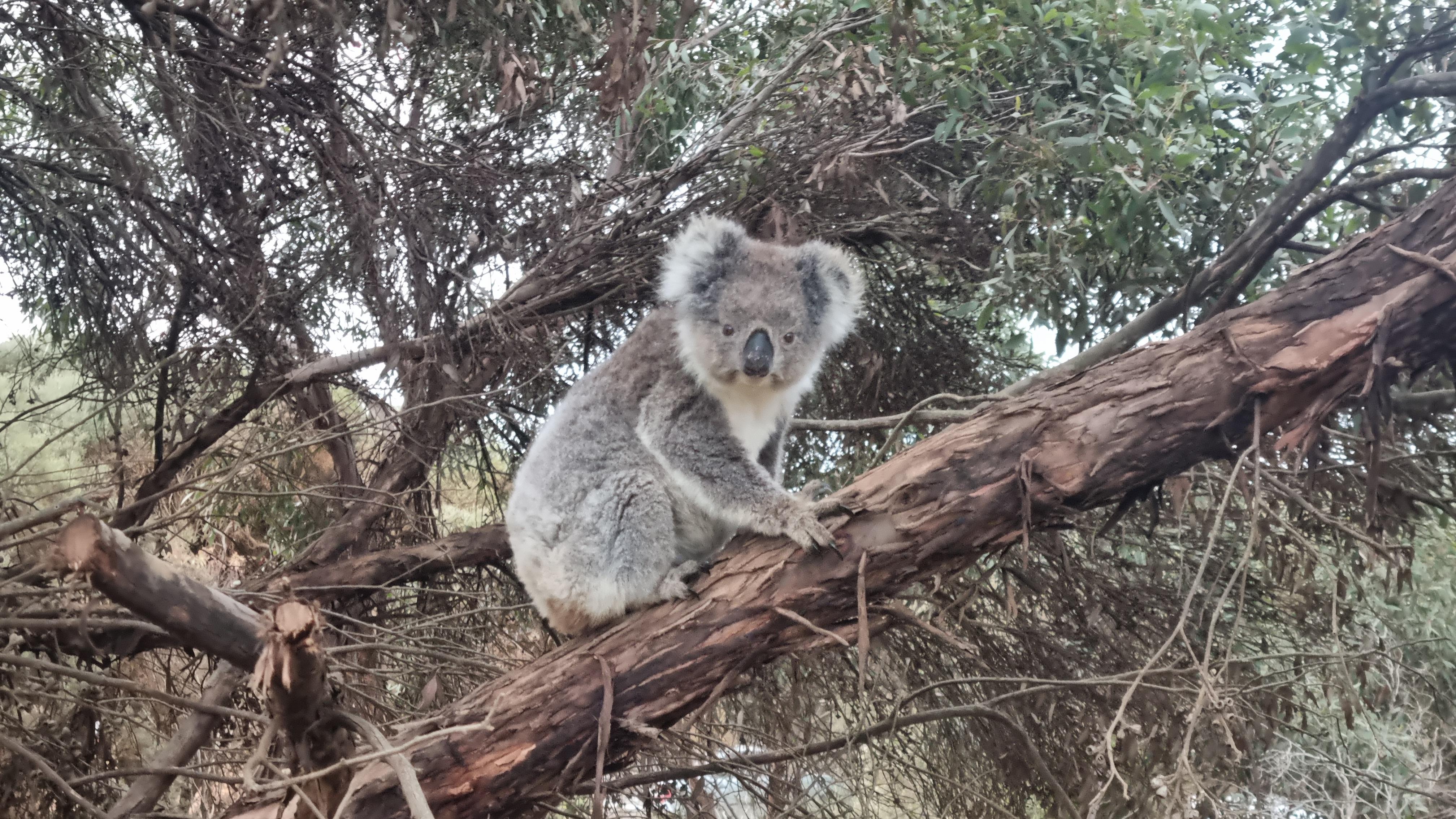 That wretched human is looking at me again! 