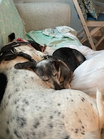 Exhausted happy fur babies