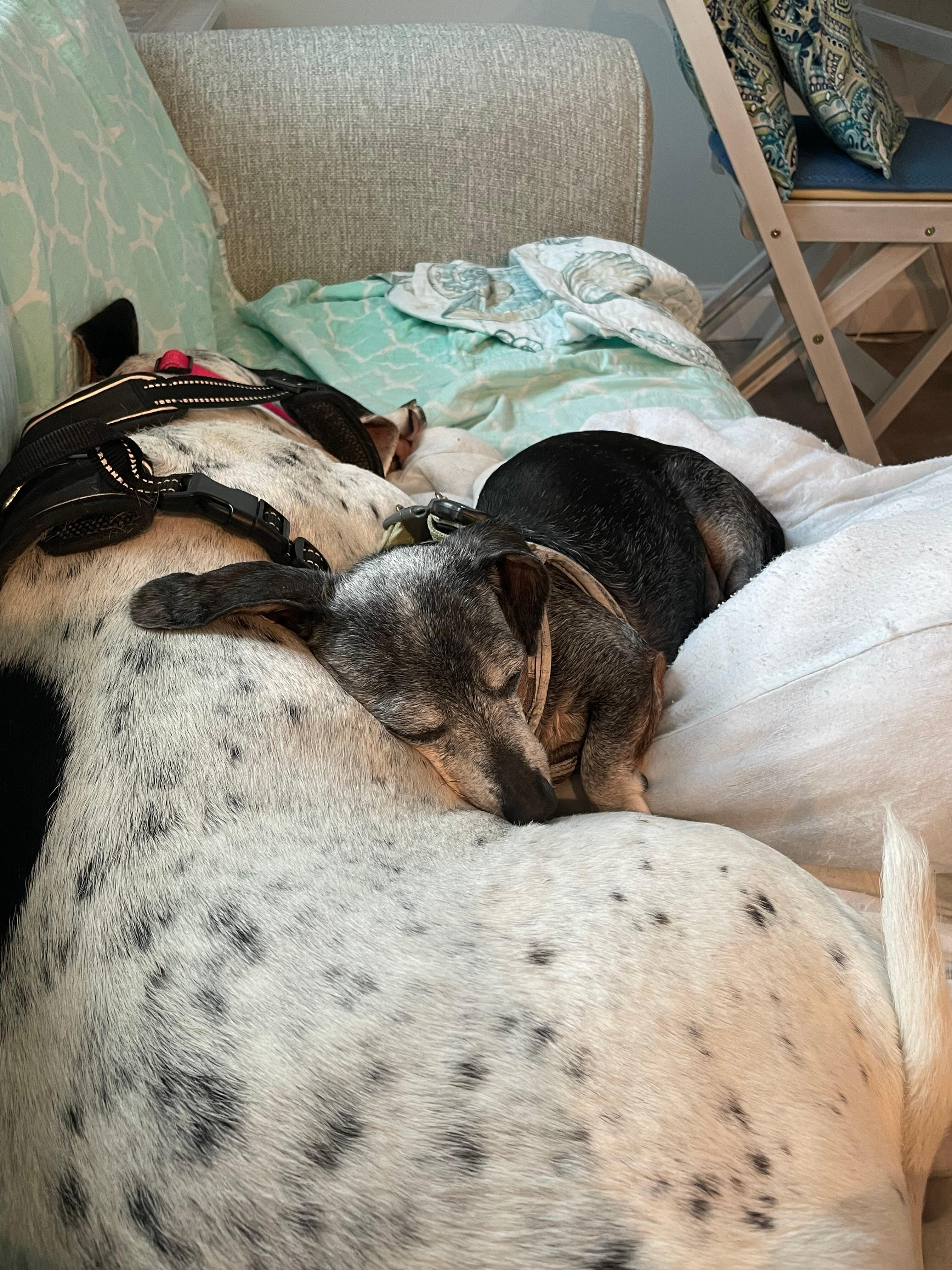 Exhausted happy fur babies 