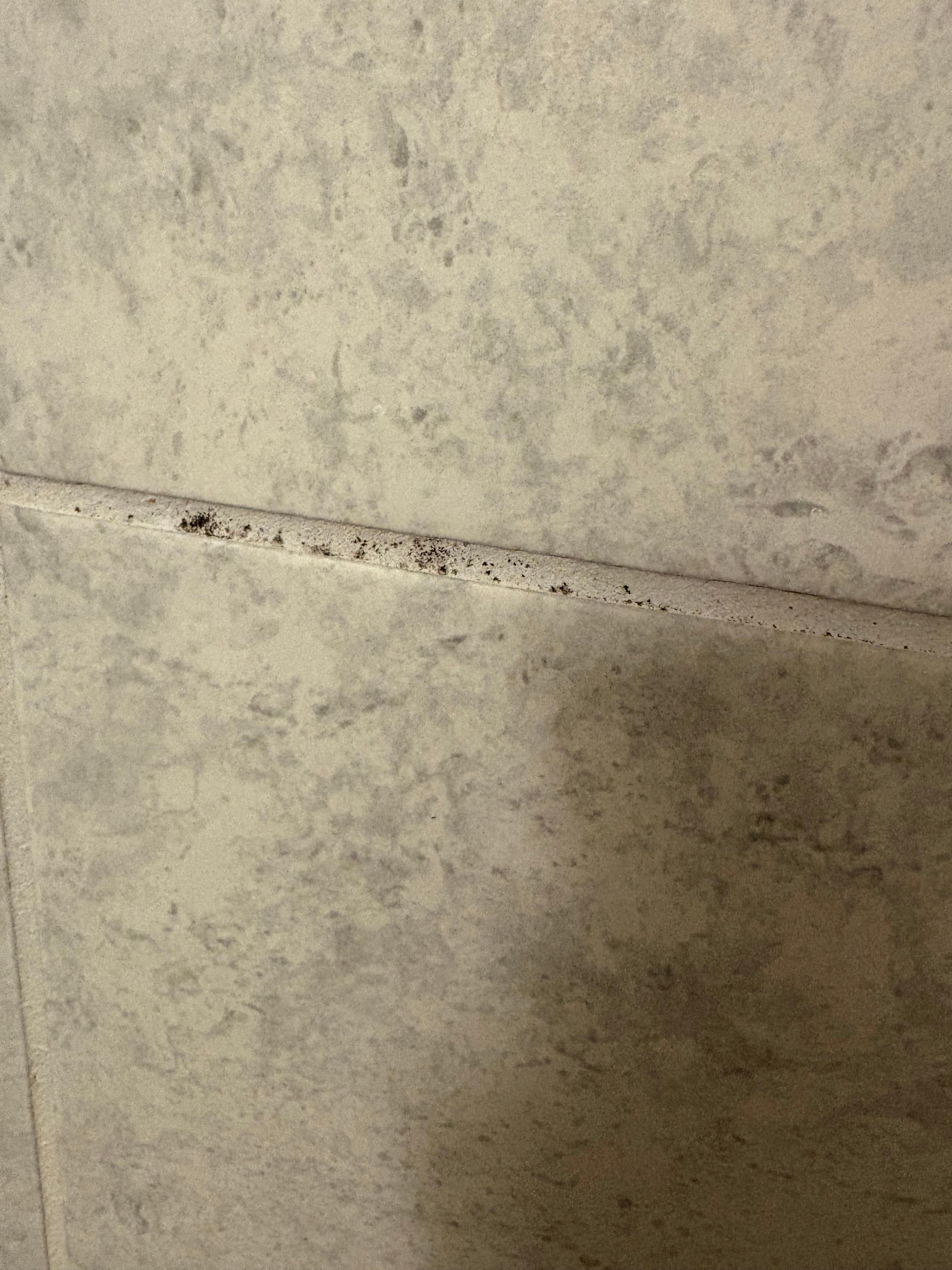 Mold on shower wall