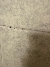 Mold on shower wall