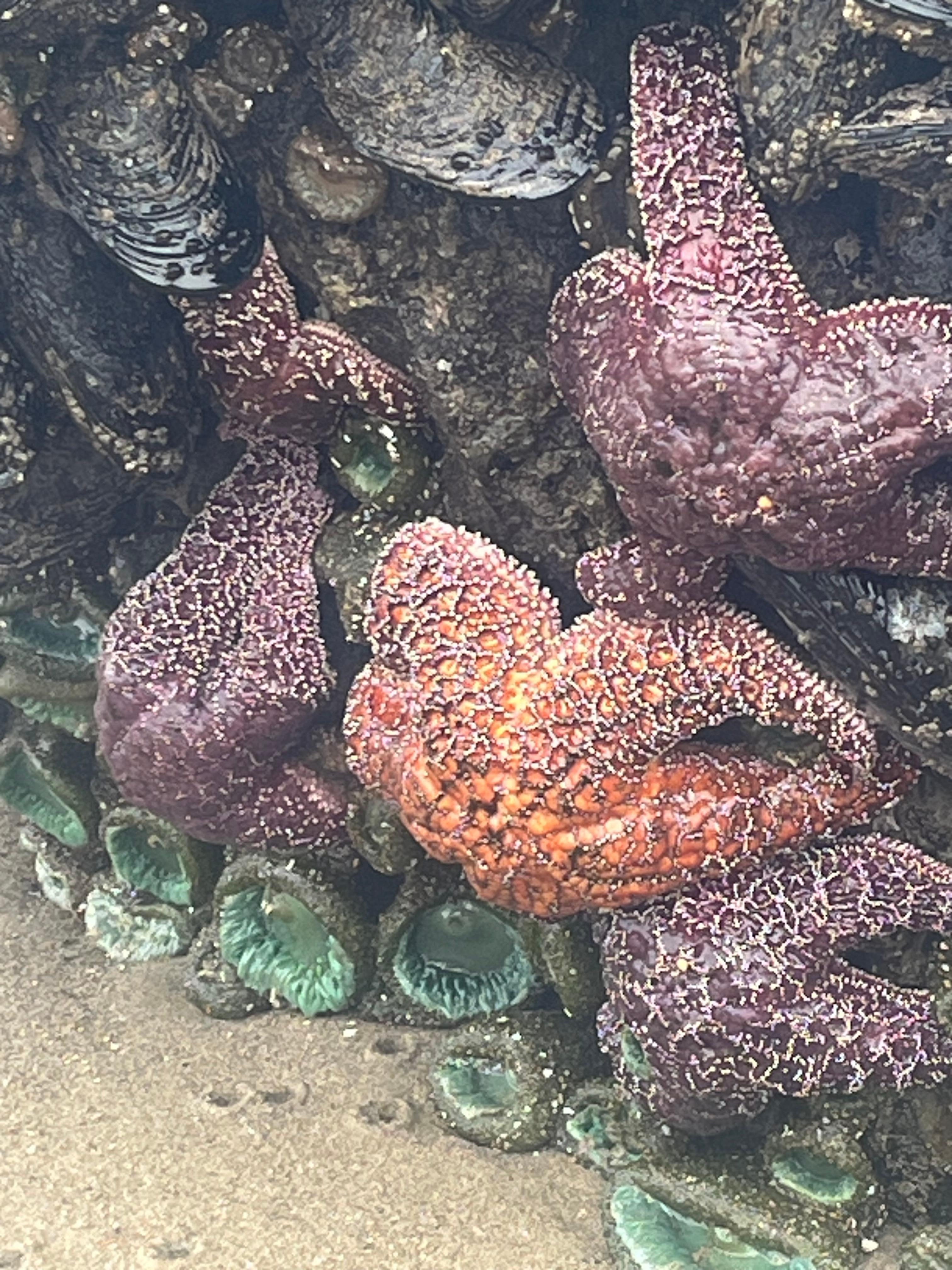 Tide pools at Olivia Beach 