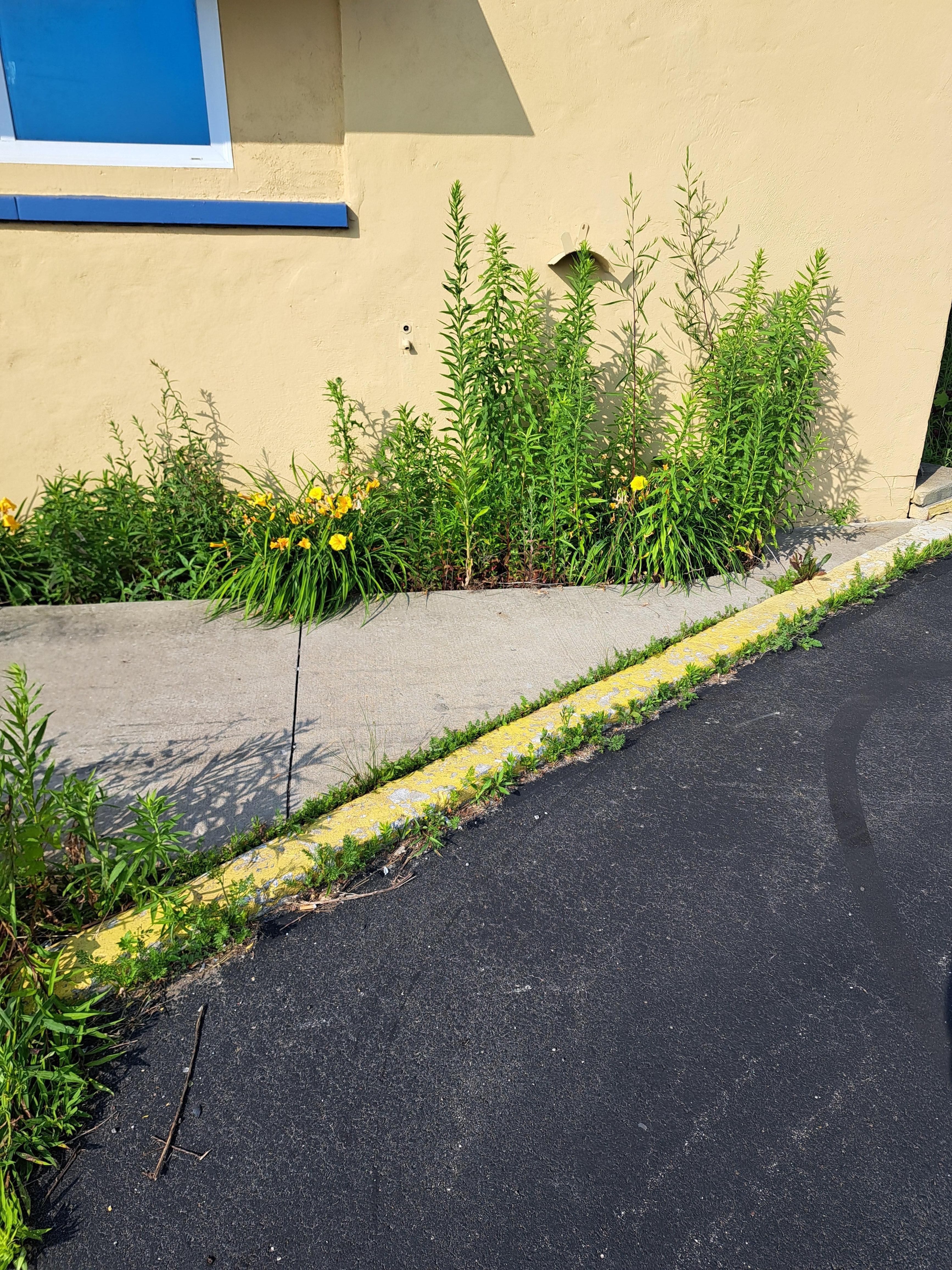 Overgrown Flower bed