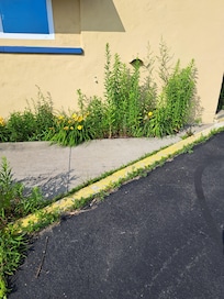 Overgrown Flower bed