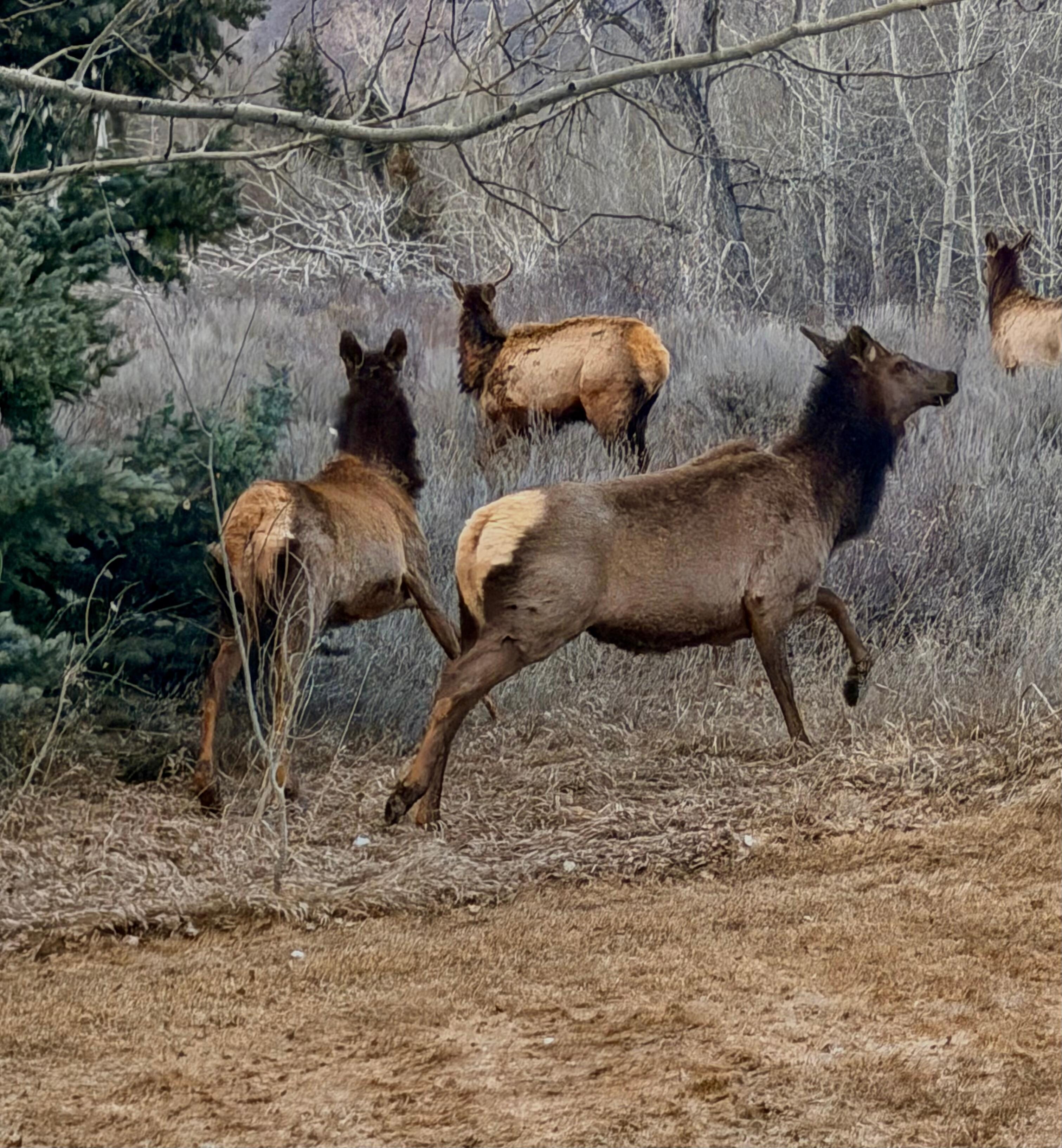 Backyard entertainment 
