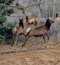 Backyard entertainment