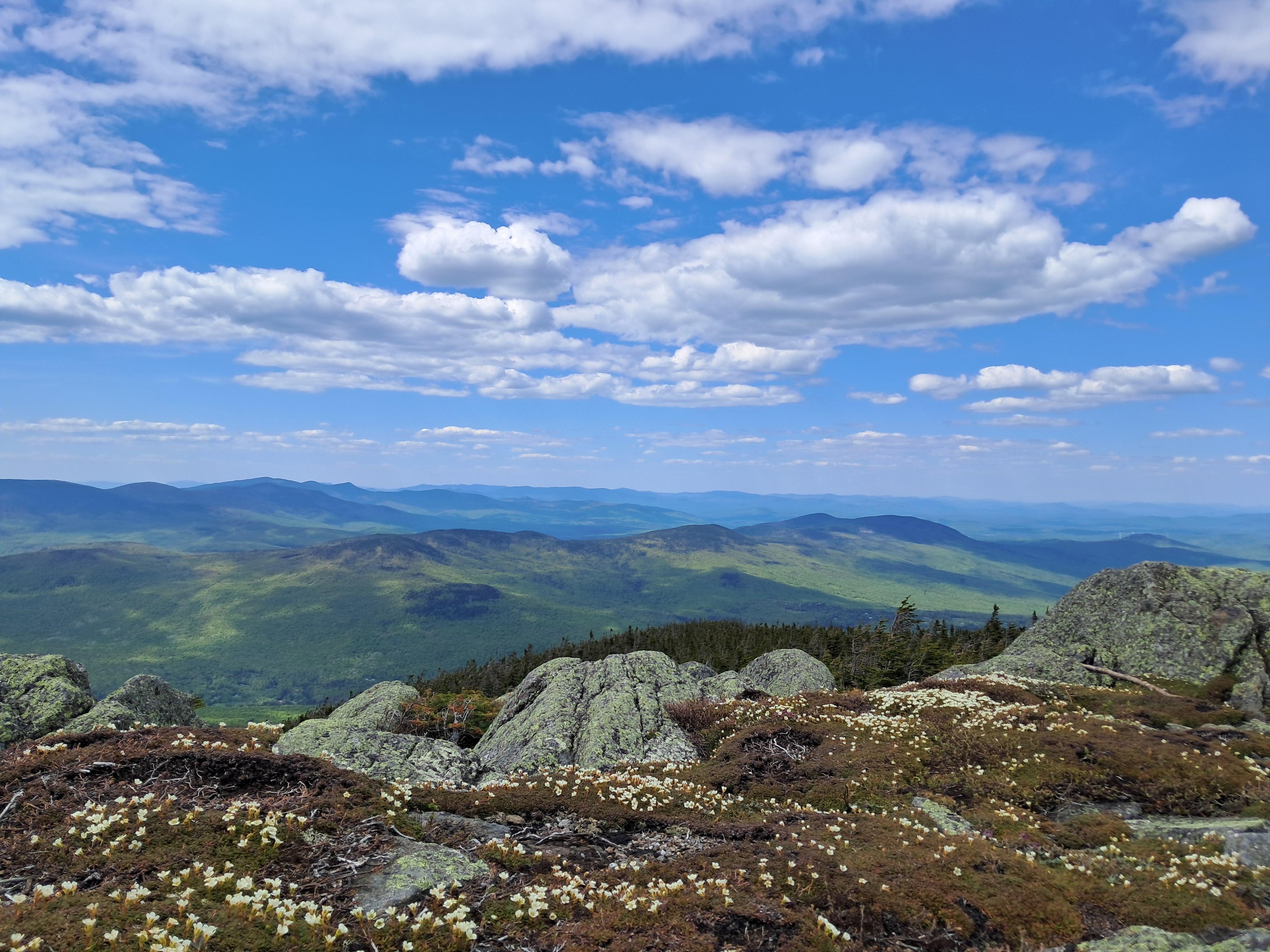 View from treeline on Mt Adams. 