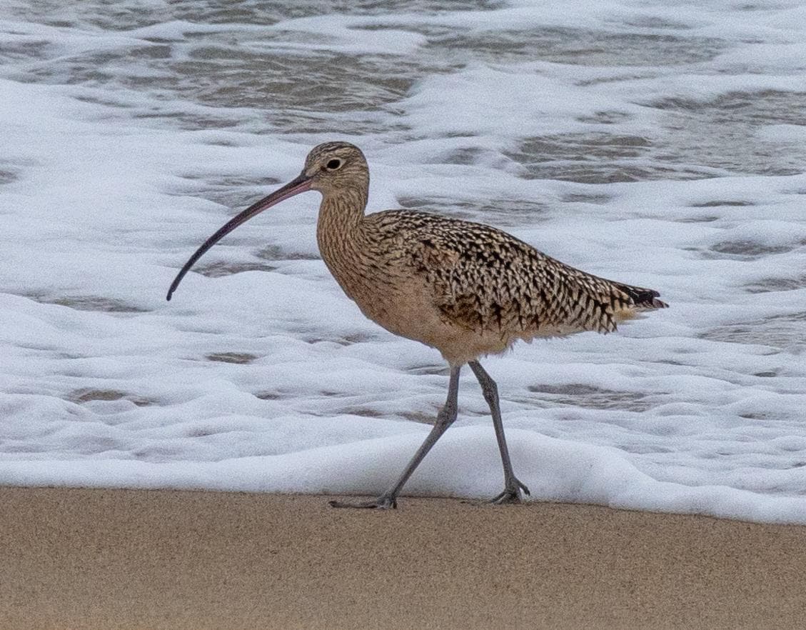 Long-Billed Curlew, seen from property