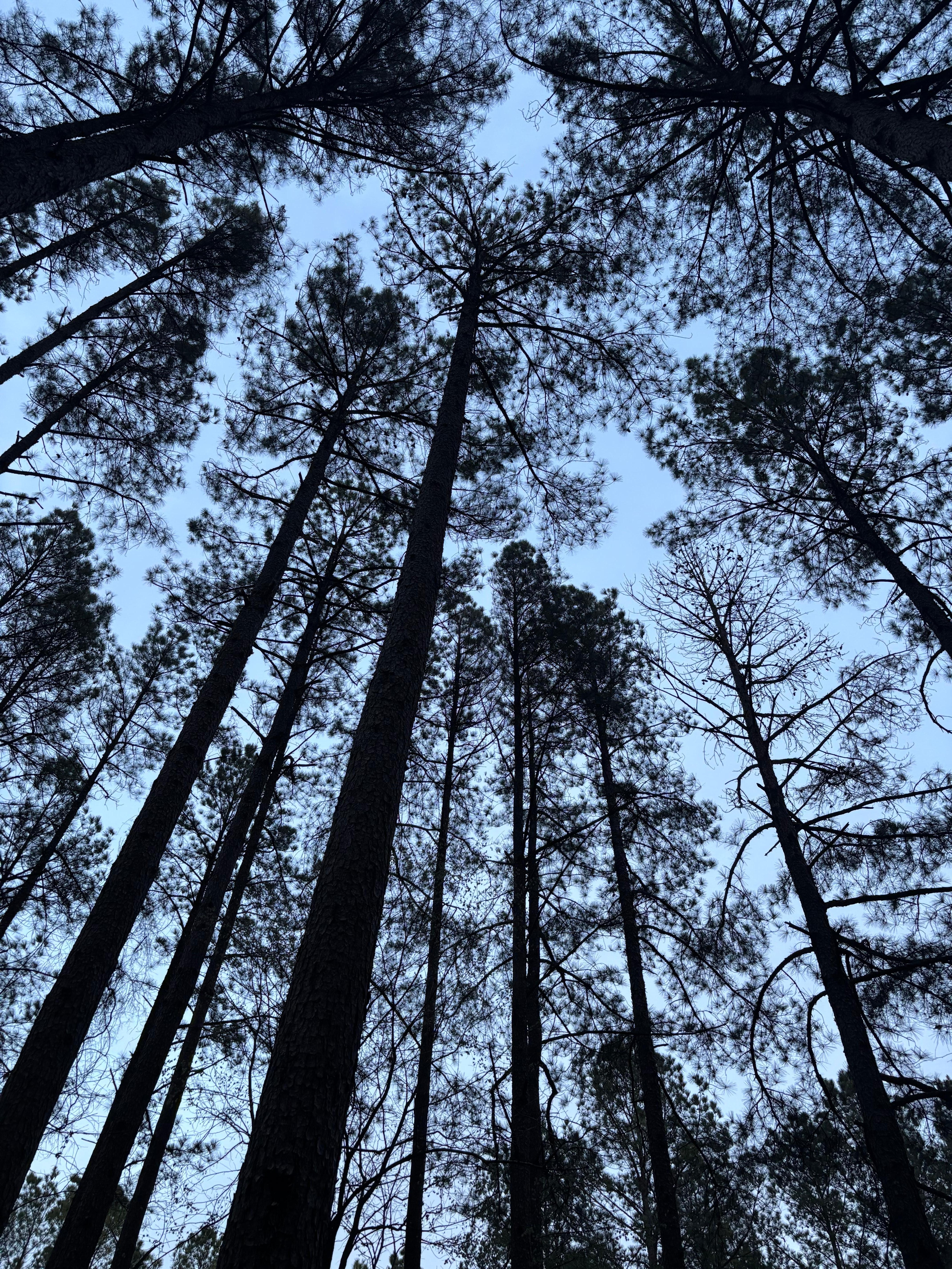 The trees were awesome 