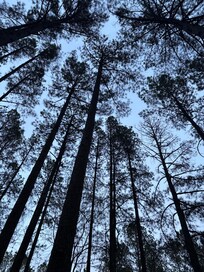 The trees were awesome