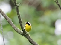 Birds galore and lots of Common Yellowthroats!