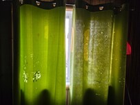 The curtains in the kitchen