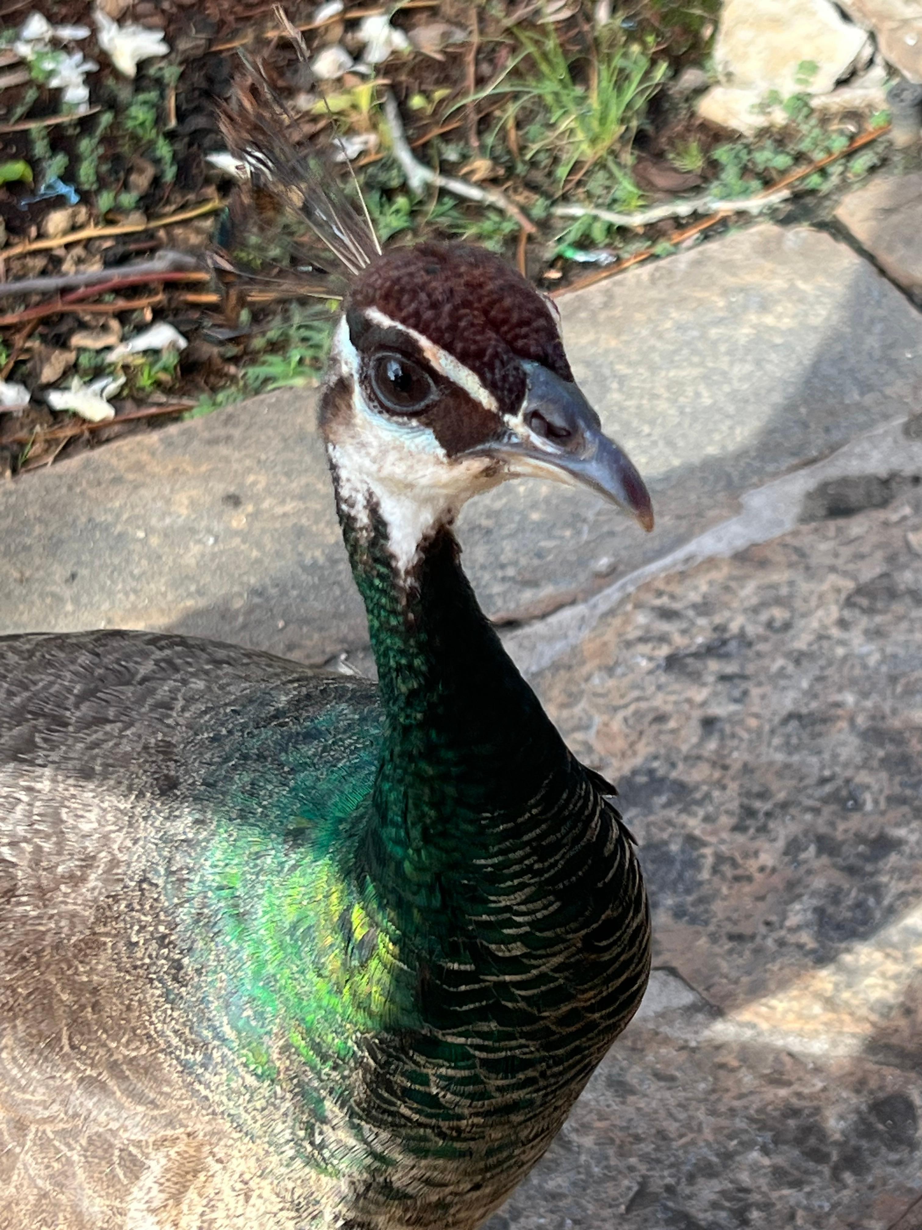 Morning greeting from a friendly peacock