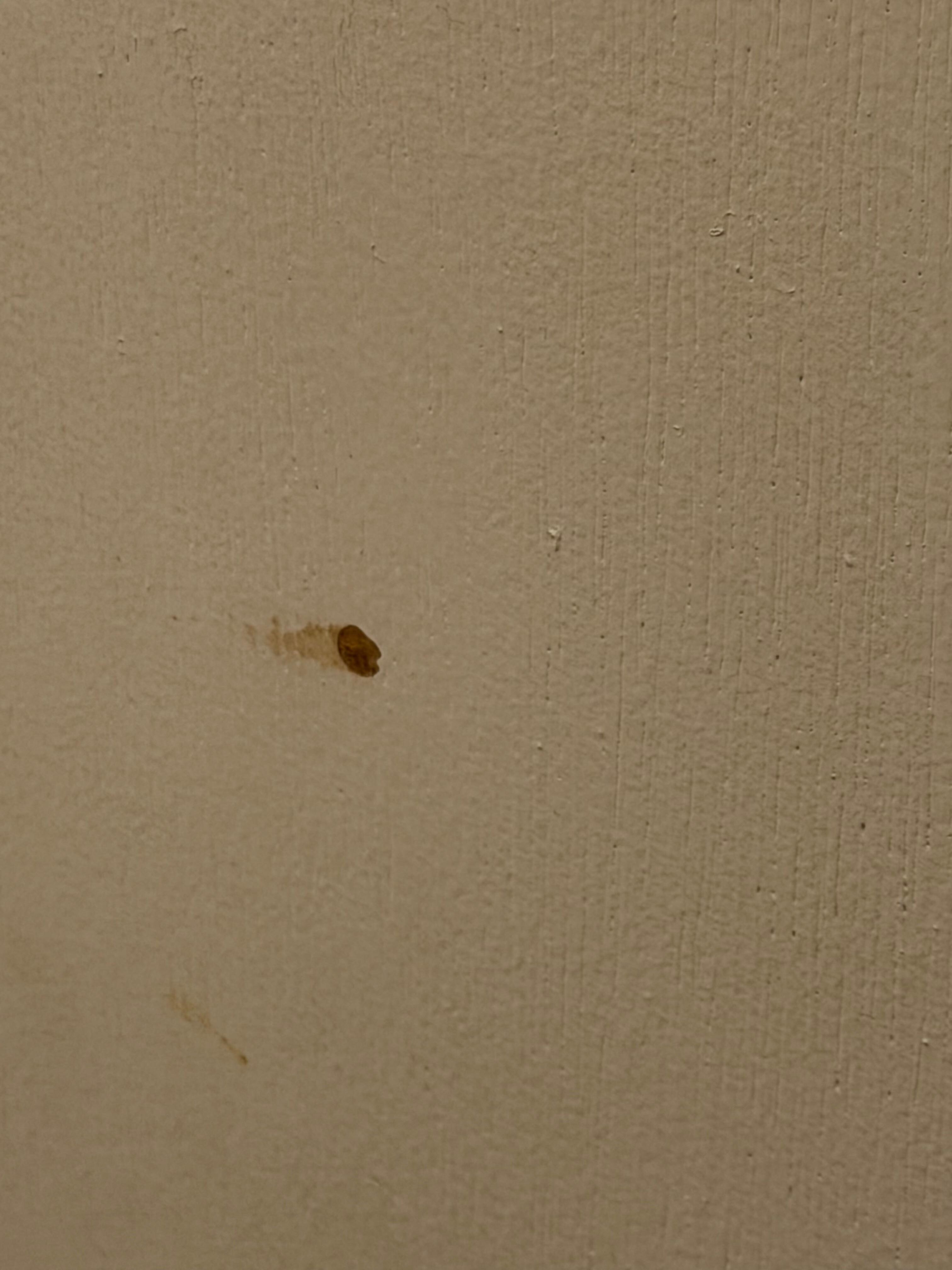 Brown spot, looks like dried blood