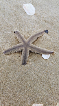 Starfish on the beach