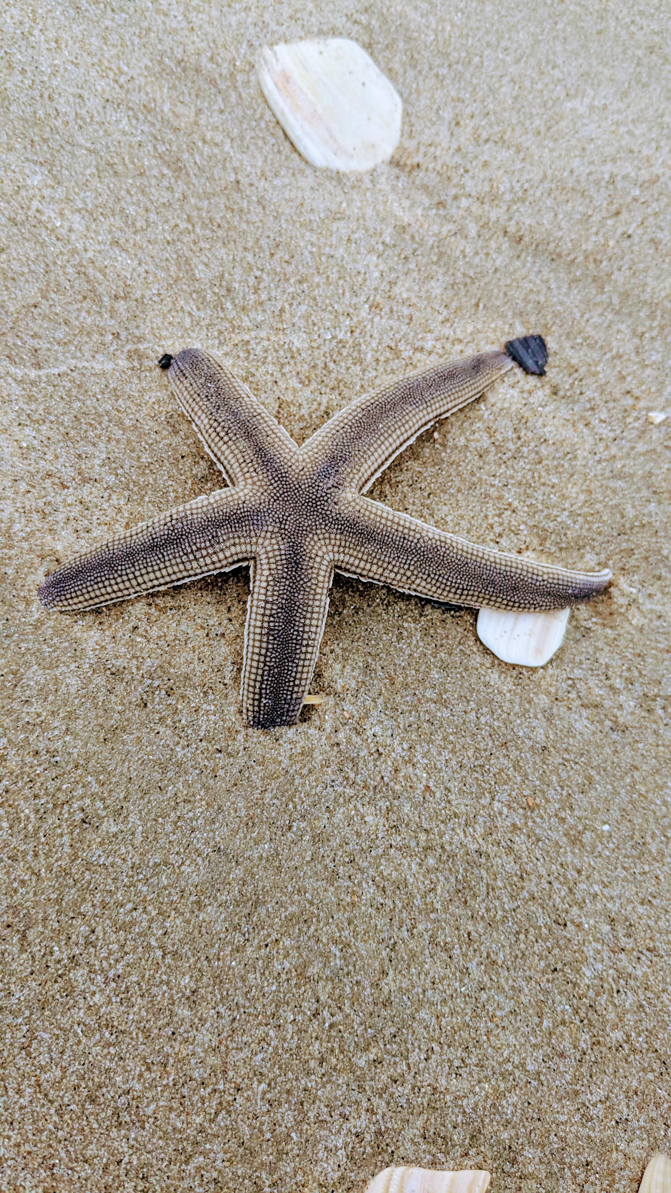 Starfish on the beach