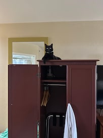 Izzy likes the wardrobe perch.