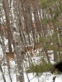 Failed to mention the beauty of wildlife surrounding the house!