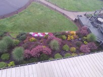 Pretty flowers down from our balcony.