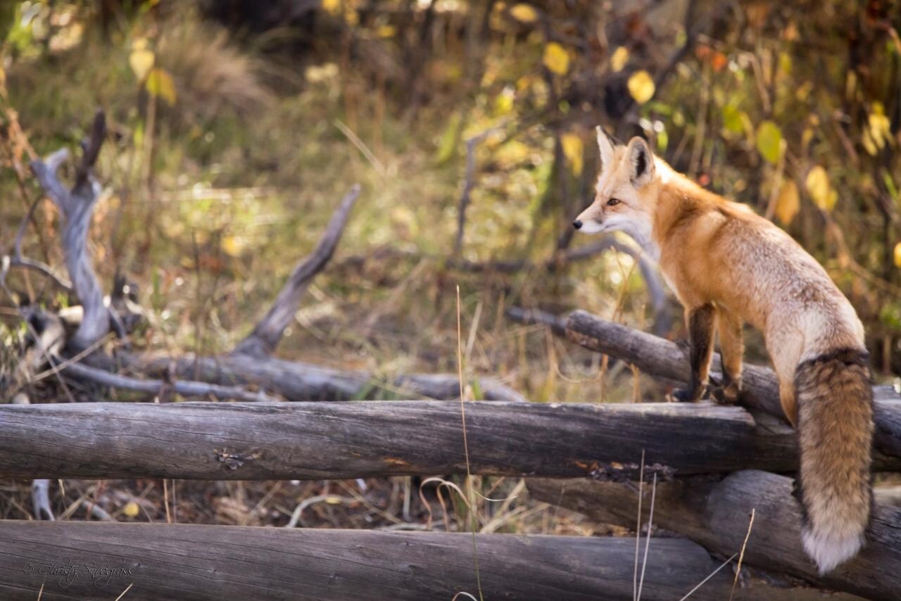 Resident fox on fence below cabin.