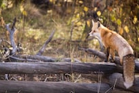 Resident fox on fence below cabin.