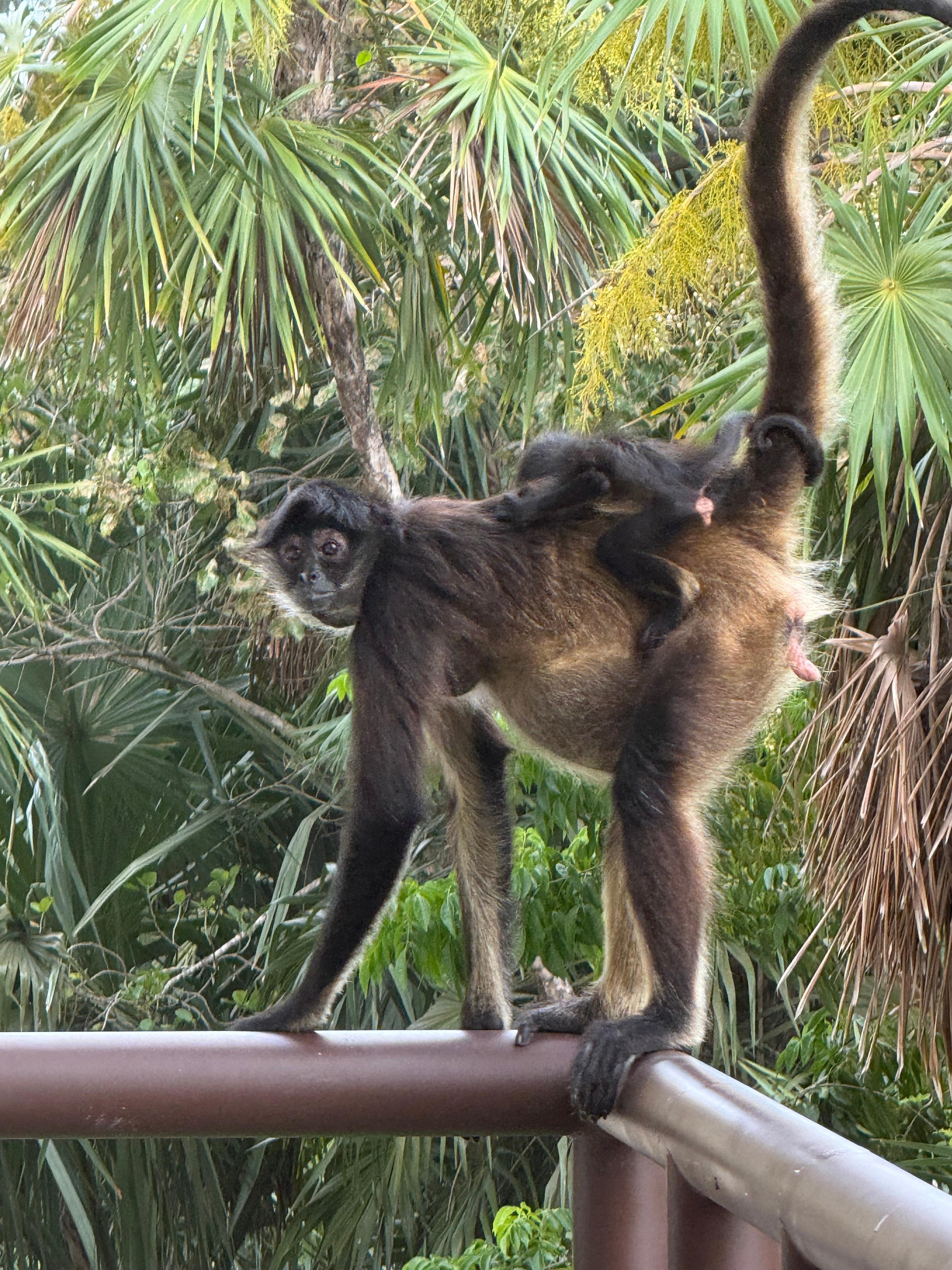 Spider monkeys.
