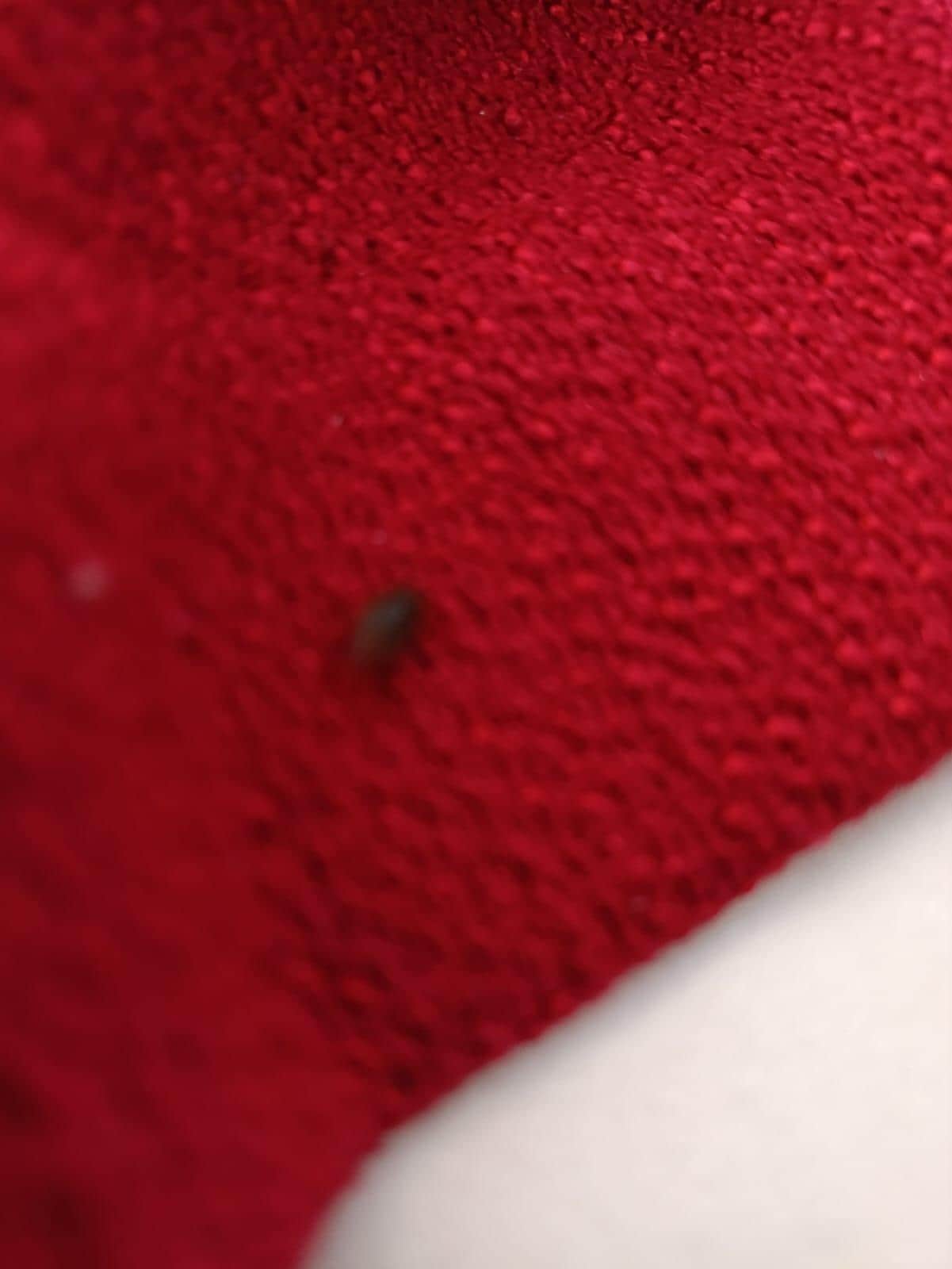 Cucaracha en cuarto 512