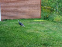 Wild turkey in the backyard of the cabin