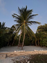 The palm trees on the private beach.