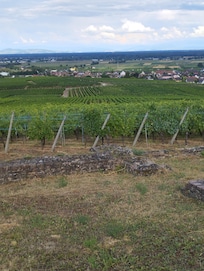 Vu sur Wettolsheim depuis les vignes
