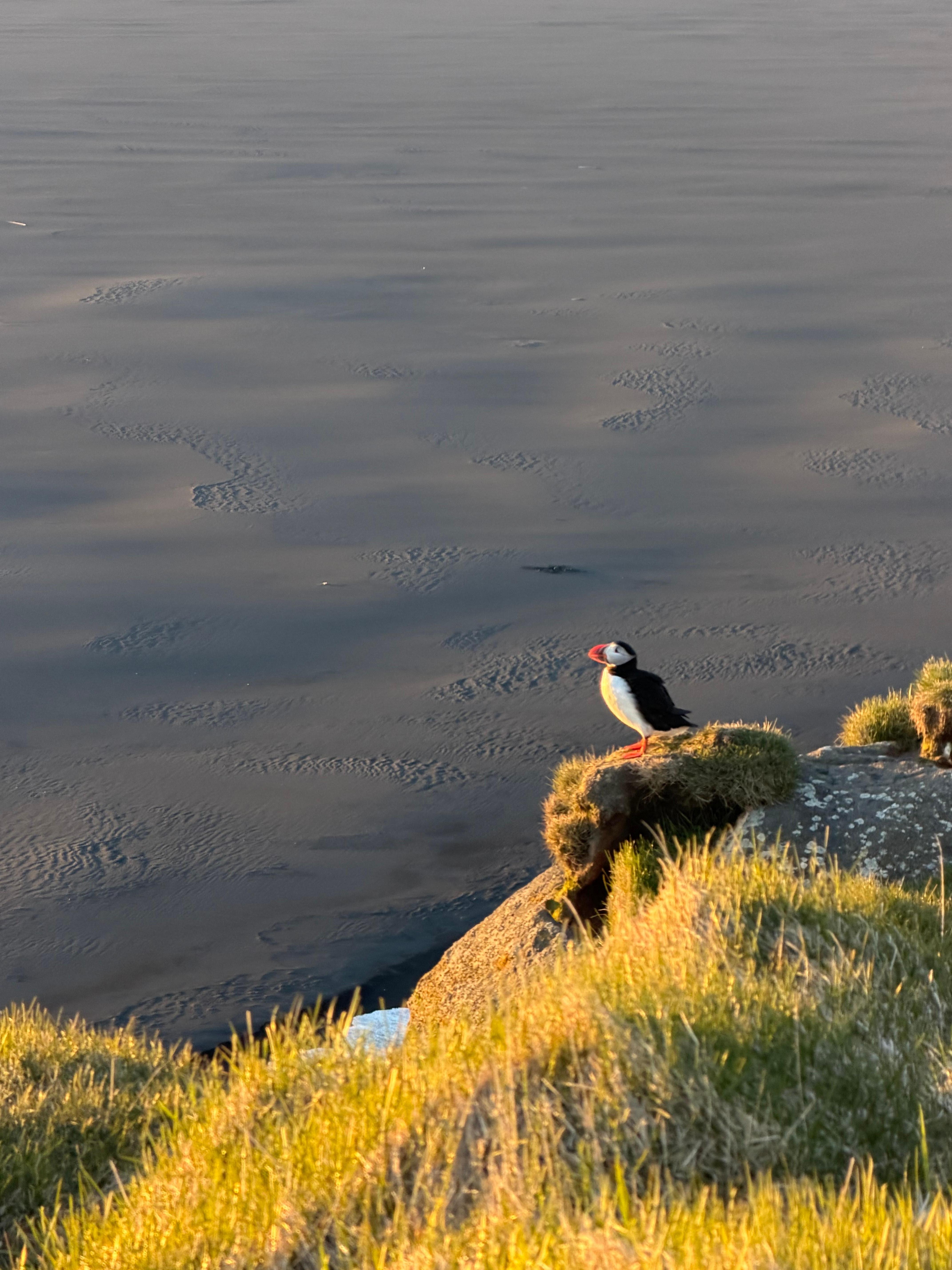 Puffin tour near hotel