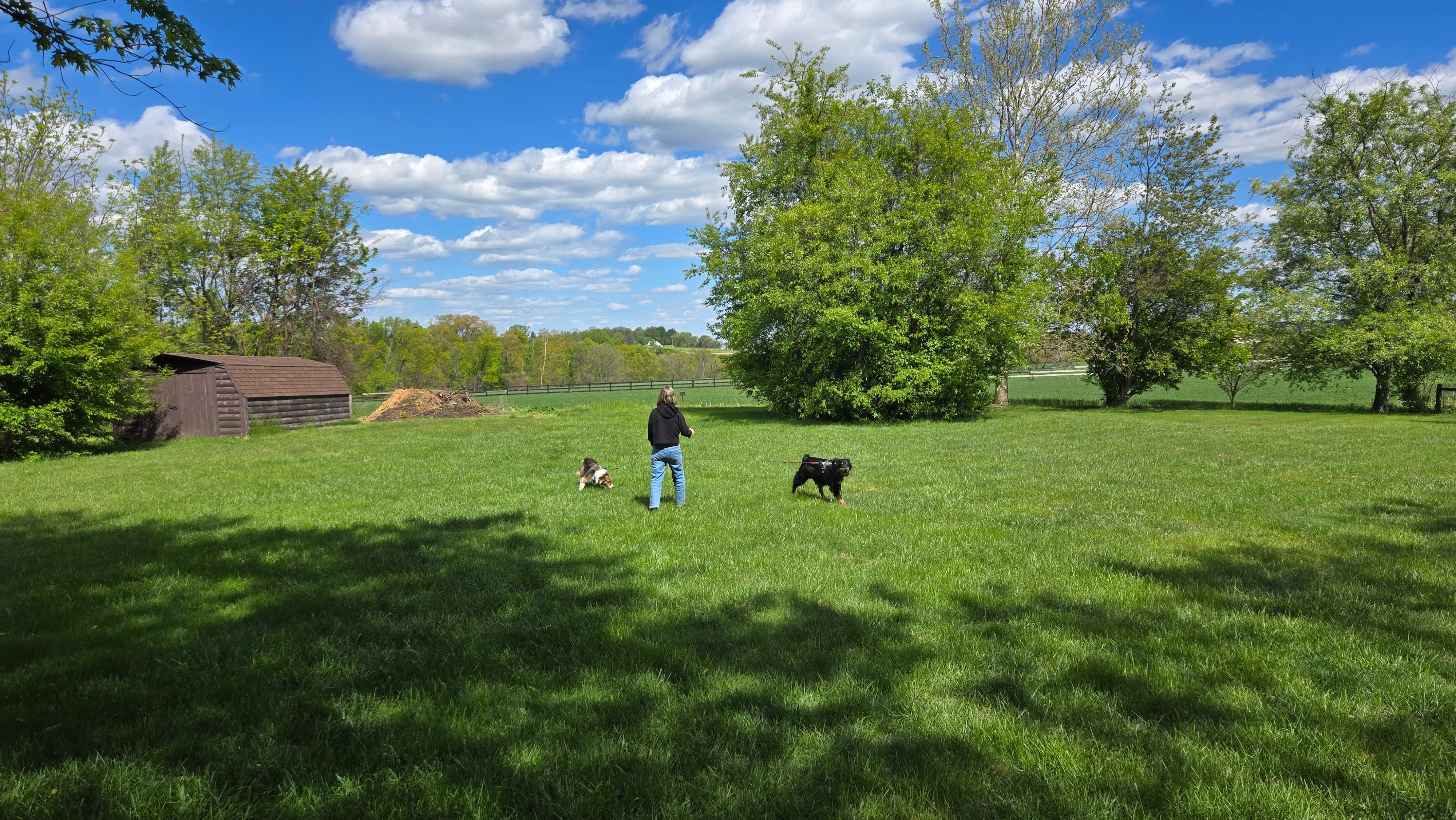 Big back yard for the dogs.